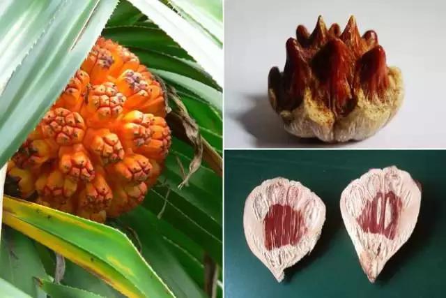 菩提哪一种好,菩提分几种哪种最好