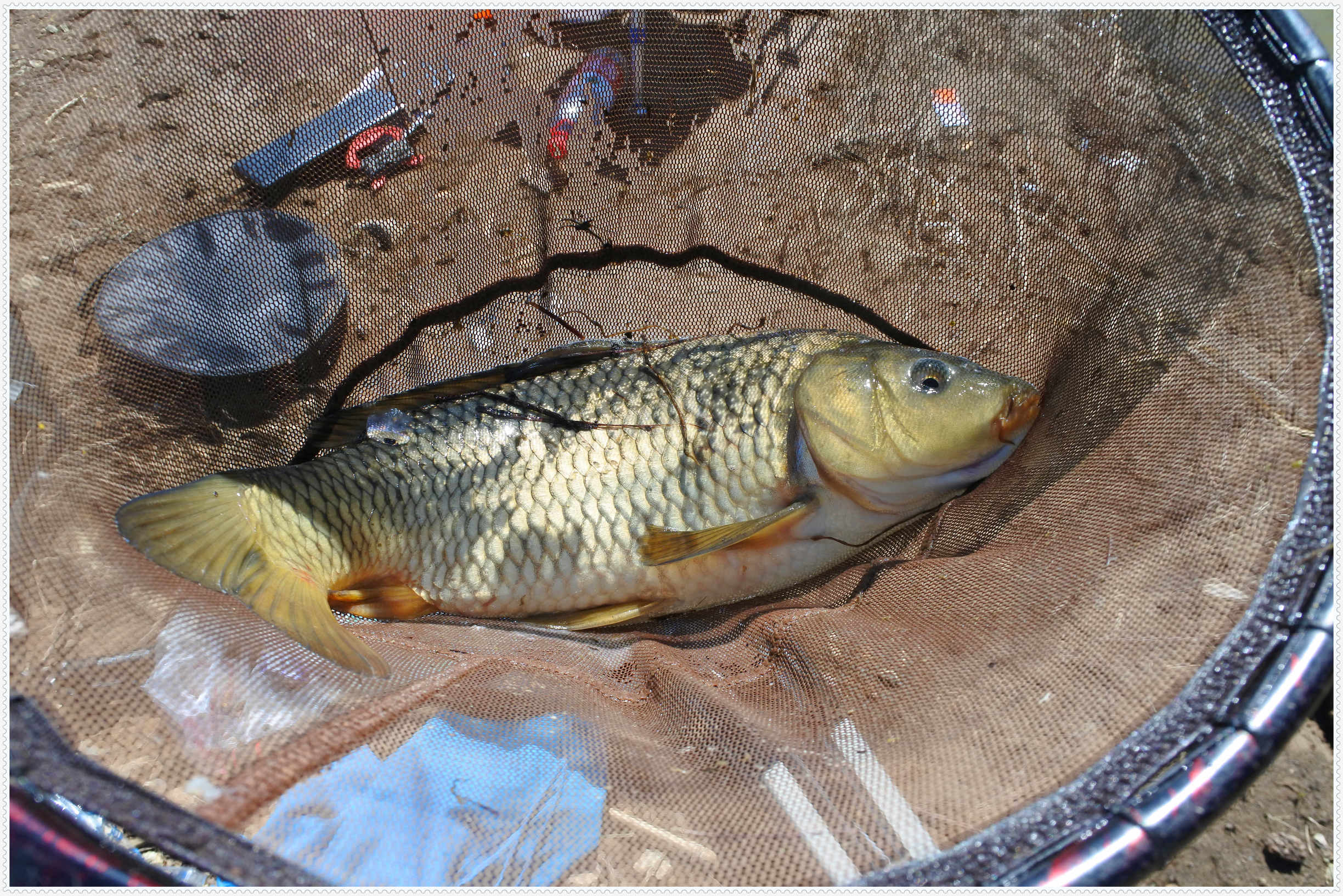 畅享春色京北水库激战黄金野鲤