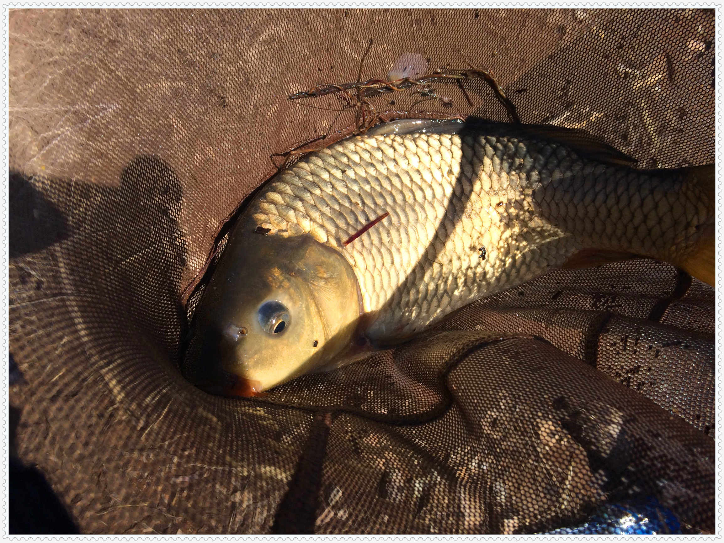 畅享春色京北水库激战黄金野鲤