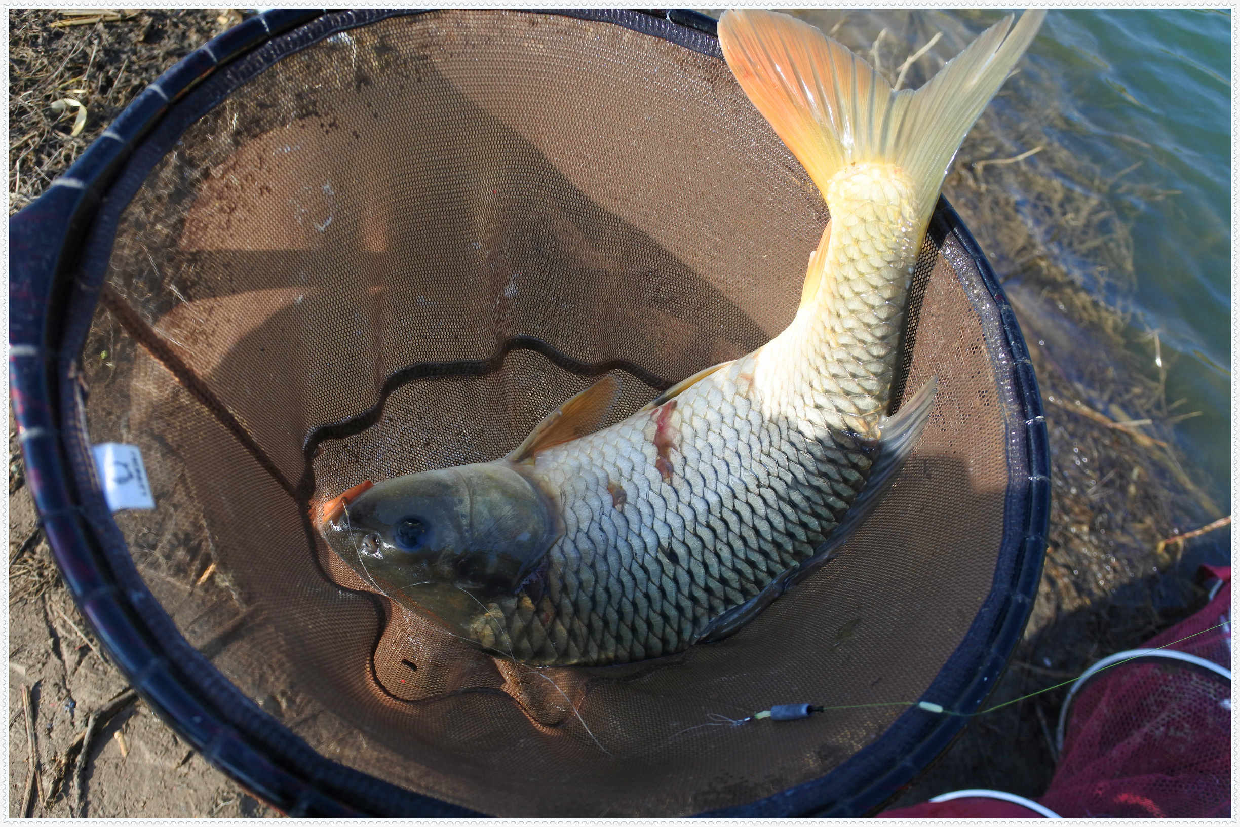 畅享春色京北水库激战黄金野鲤