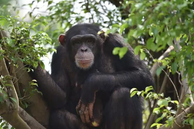 长隆野生动物世界小孩子入园攻略,长隆野生动物园儿童免门票