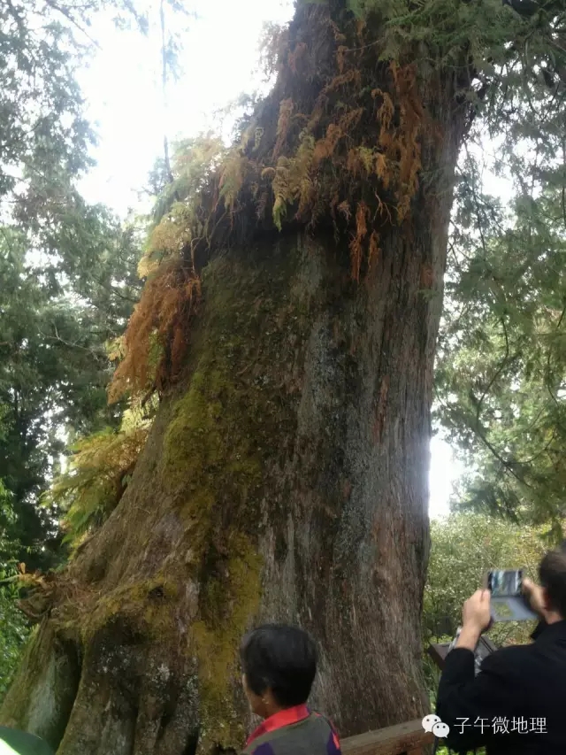 日本*国靖**神社用什么材料做的，你知道吗？