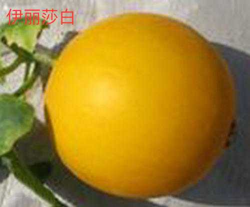 甜瓜产量前景,鼎牌玉奶香2号甜瓜品种详细介绍