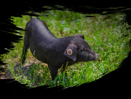 高考前吃“聪明药”，注射“氨基酸”？别傻了！