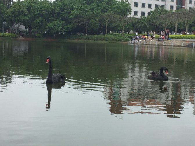 鼓浪屿自驾游全攻略,厦门鼓浪屿登岛全攻略