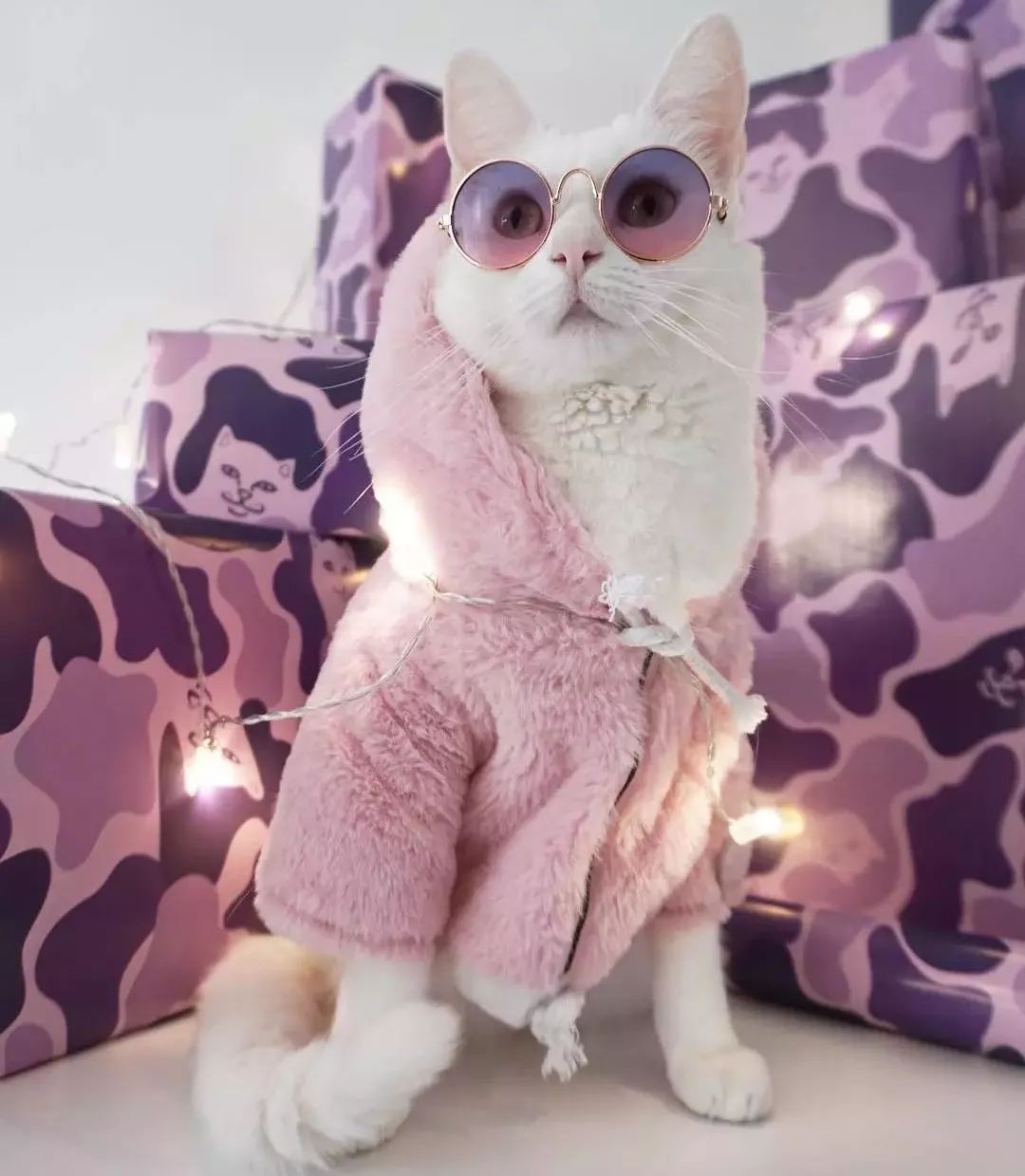 12生肖驾到视频,十二生肖迎接高光时刻