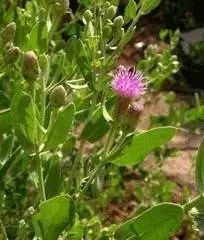 南疆特有的野生动植物,中国荒漠植物图鉴盘点