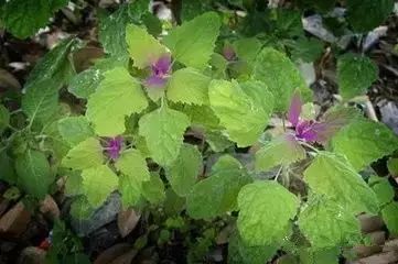 南疆特有的野生动植物,中国荒漠植物图鉴盘点