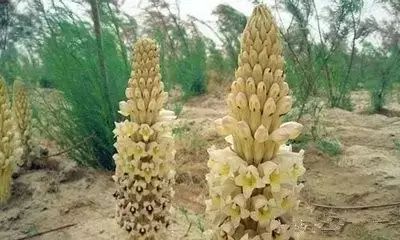 南疆特有的野生动植物,中国荒漠植物图鉴盘点