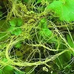 南疆特有的野生动植物,中国荒漠植物图鉴盘点