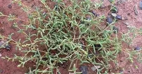 南疆特有的野生动植物,中国荒漠植物图鉴盘点