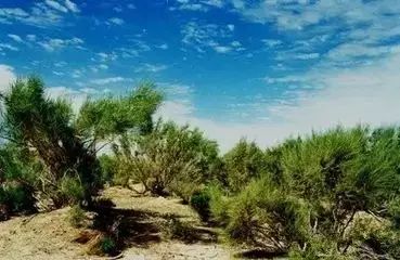 南疆特有的野生动植物,中国荒漠植物图鉴盘点