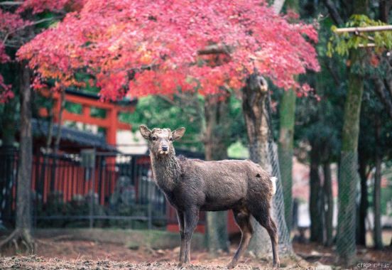去日本旅游规划路线,想去日本玩旅游攻略视频