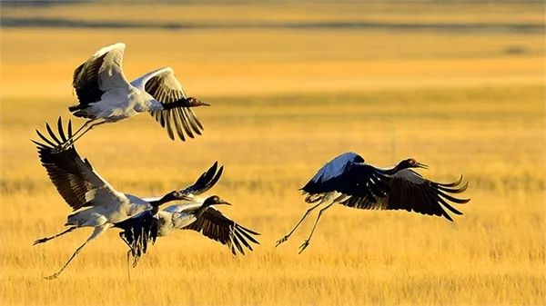 旅发委权威解答，冬游*藏西**最关心的问题有回复了（附各市地咨询电话）