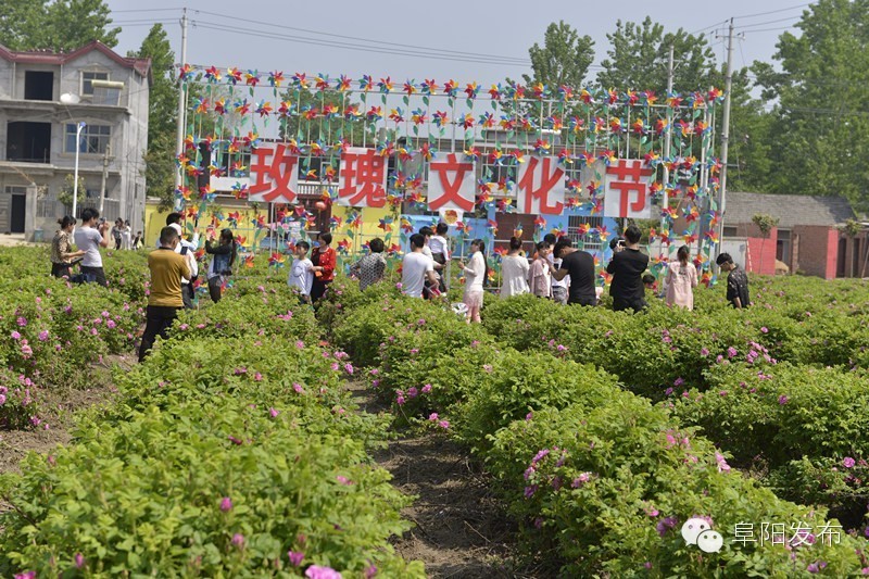 界首有个*瑰园玫**，美爆了！没去别后悔~