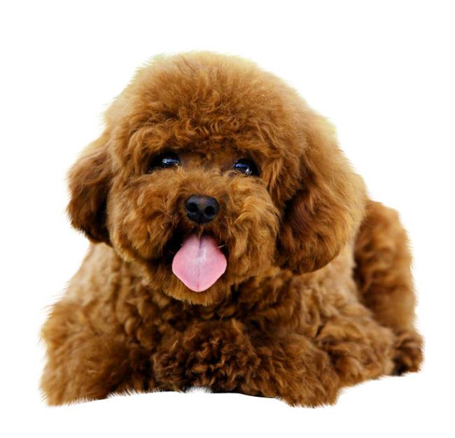鉴别泰迪犬的优良品种,怎样鉴别泰迪犬是否纯