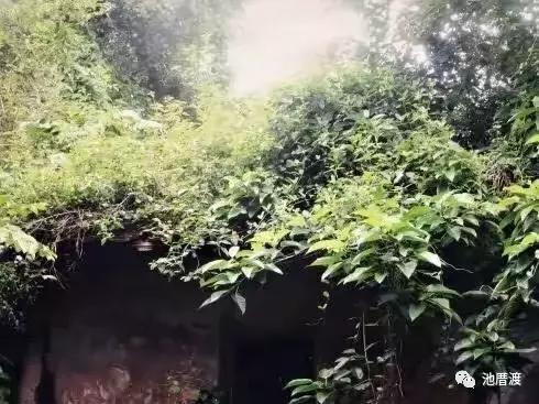 池厝渡,池厝渡抬龙头