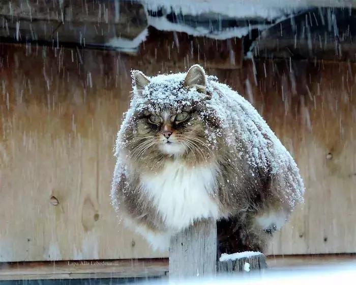 狗和猫的不同点有哪些,狗和猫在雪中的脚印有什么区别