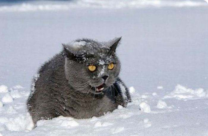 狗和猫的不同点有哪些,狗和猫在雪中的脚印有什么区别