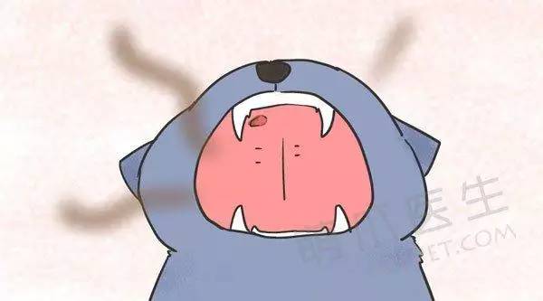 猫咪不吃饭流鼻涕口腔痰多,猫咪口臭不流口水拒绝进食