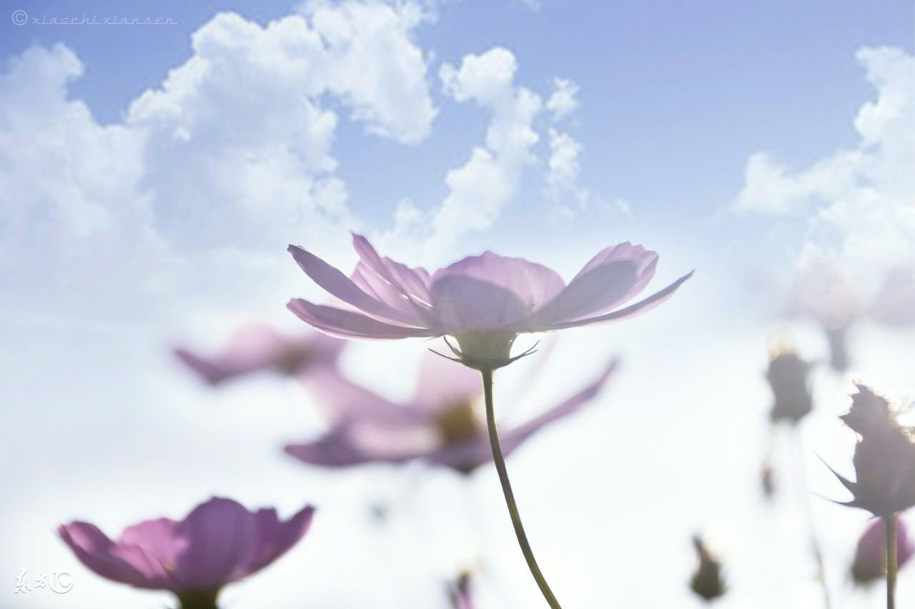 一言一语一心一意,一言一语一段情