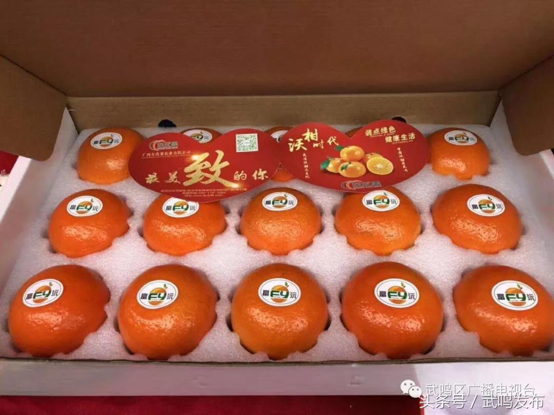 武鸣沃柑开园上市,武鸣沃柑2024发布现场