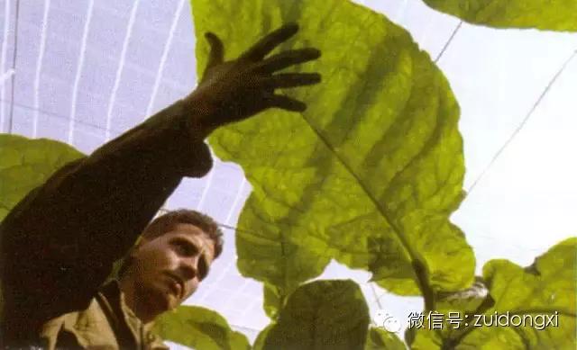 不曾驯服的野性，随风而逝