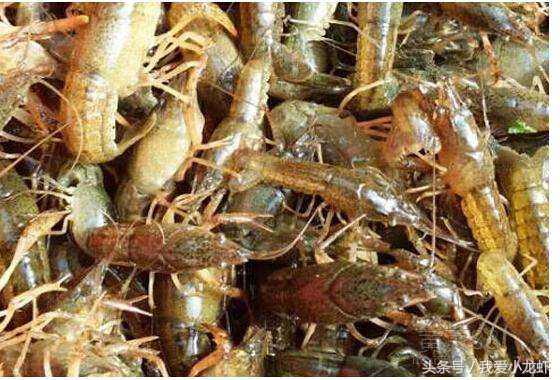 养虾的基本知识要怎么养,养虾的全过程基本知识