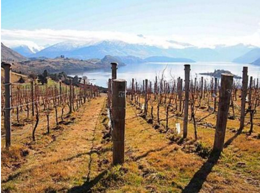 「爵爷小课桌」葡萄酒课堂（1）——葡萄酒分类上