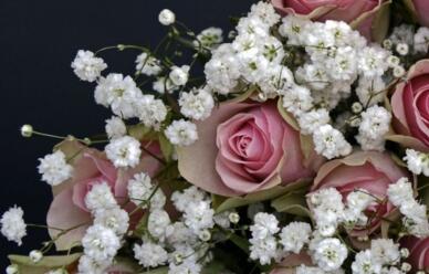 情人节999朵玫瑰大概多少钱临颍,情人节送白色玫瑰花的寓意