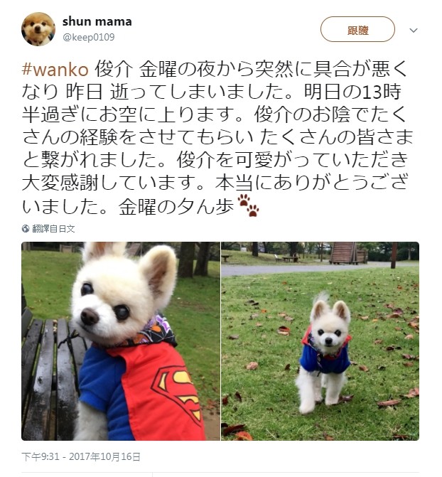 博美俊介是什么狗,博美犬俊介是什么意思
