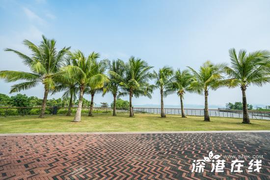 深圳湾公园有什么好玩的地方,深圳湾公园好玩吗