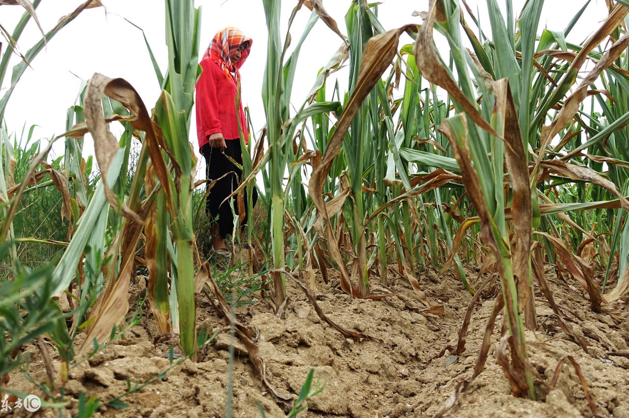 假种子被抓,中国三农假种子事件