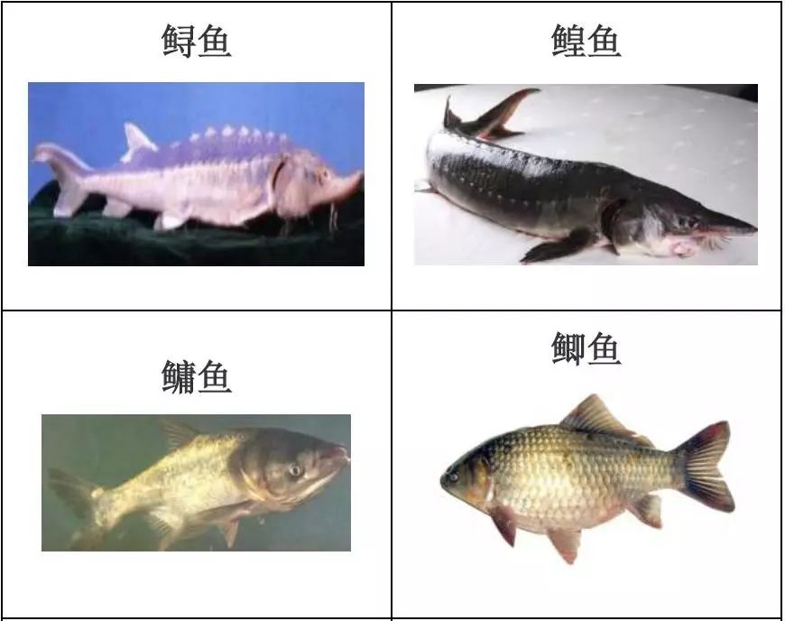 水产品种类及图片,常见的淡水鱼你认识多少
