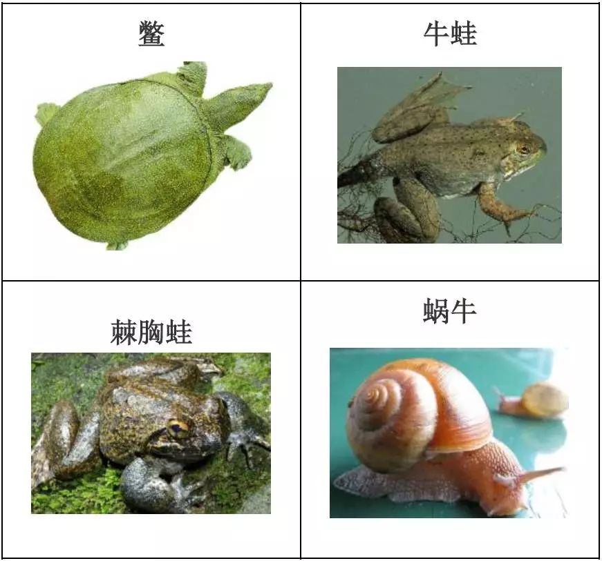 水产品种类及图片,常见的淡水鱼你认识多少