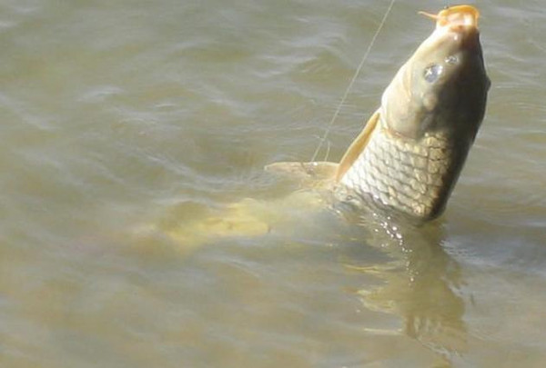 各类钓鱼小药的使用方法及效果,千里香钓鱼小药适合什么季节使用