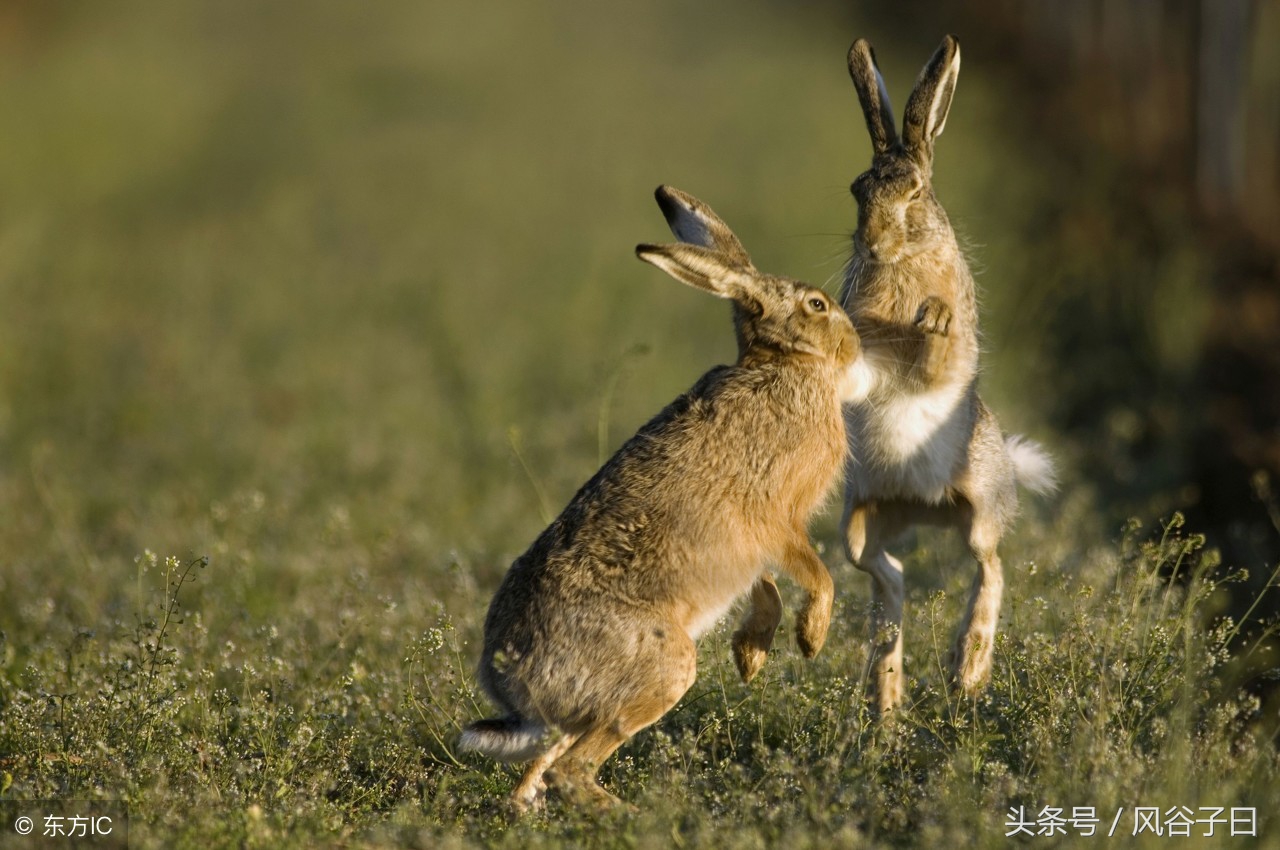 1987年属兔在2024年每月运势,1987年亥时属兔人2024全年运势