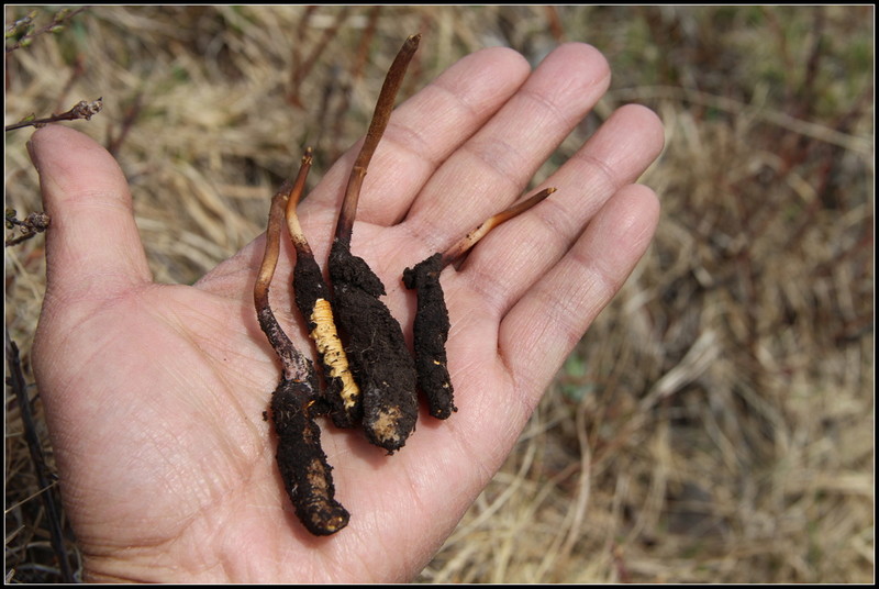 冬虫夏草功效什么中药可以代替,秋冬进补冬虫夏草