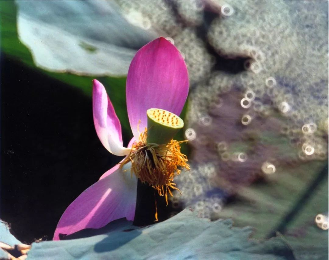 什么是折返镜头图,什么是镜头折返镜