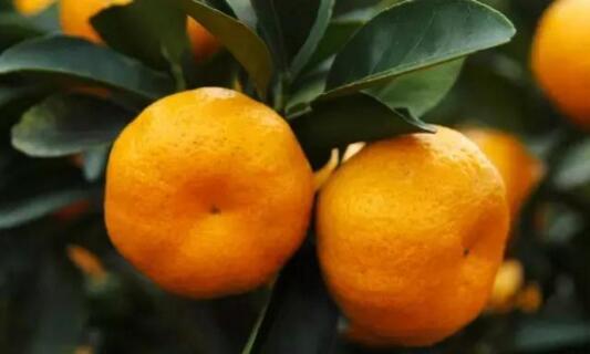 南丰蜜桔产区优势条件,南丰蜜桔适合南方种植吗