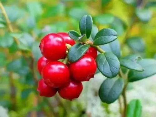 回家准备的礼品,回家准备了什么礼物