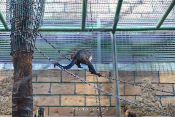 面面旅拍—诉不完千古泪，道不停三亚情，这个冬天我们掌心有太阳