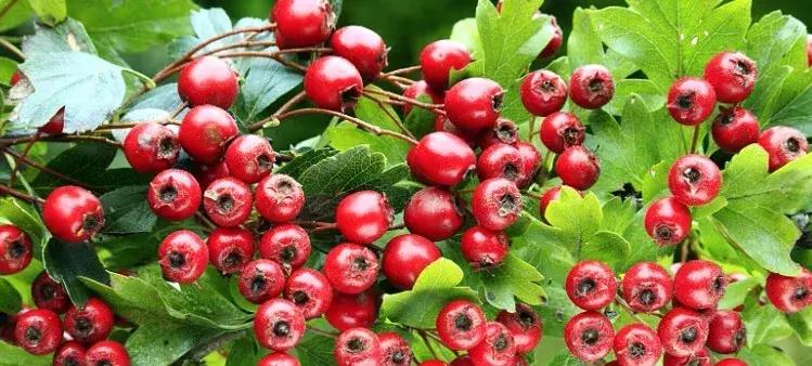 最近爆火的零添加果汁饮料,营养的果汁饮料