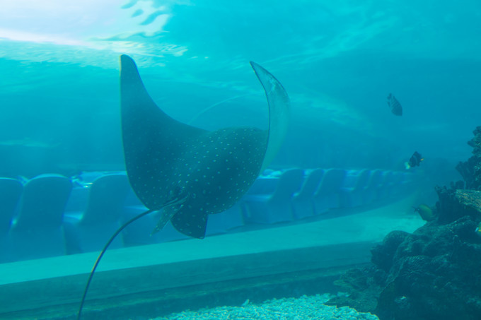 面面旅拍—诉不完千古泪，道不停三亚情，这个冬天我们掌心有太阳