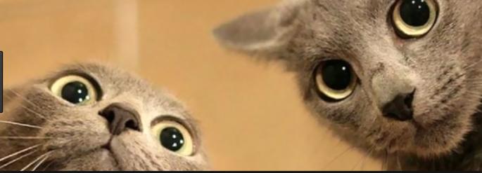 如何做一只合格小公猫,怎么做猫才会让猫喜欢你