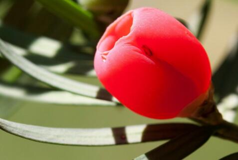 红豆杉盆景行情,红豆杉多少一盆