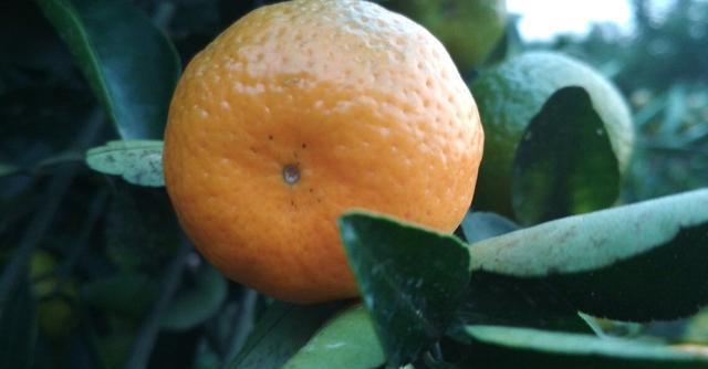 南丰蜜桔产区优势条件,南丰蜜桔适合南方种植吗