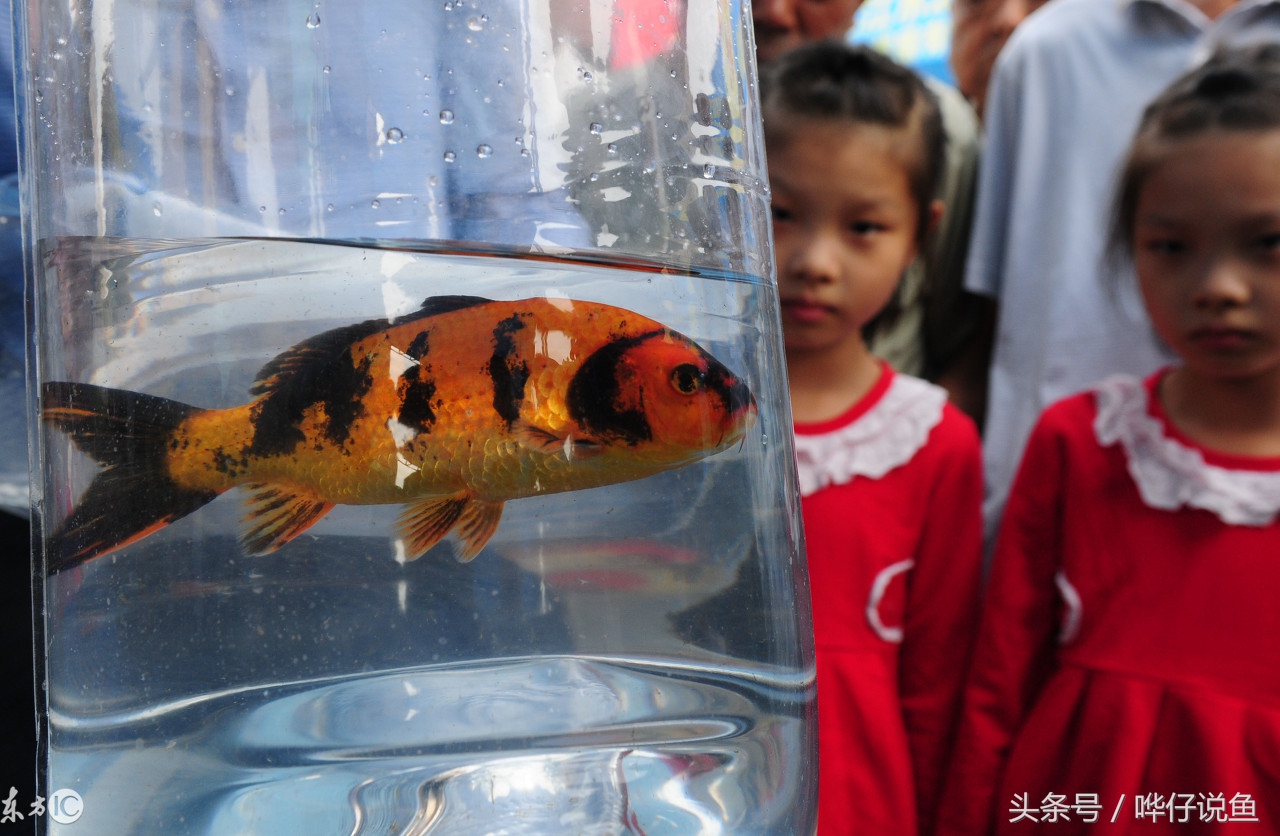 下班到家喂鱼,下班回家喂龙鱼