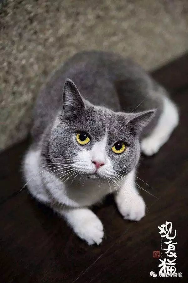 喵星人的江湖完整版,猫的江湖地位