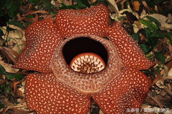 花儿大都香飘万里，但这些花在自然界却是以臭闻名！你认识几种？